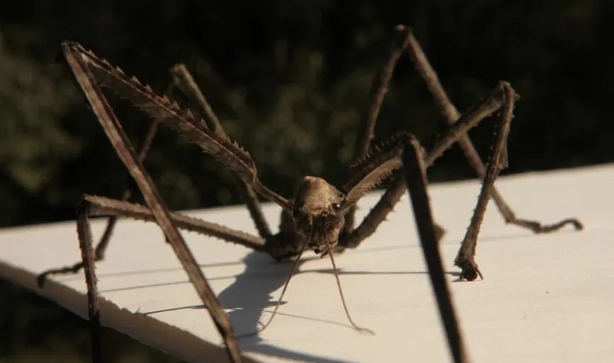 云南普洱现巨型竹节虫是怎么回事?