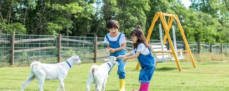 电子羊是什么意思 电子羊是什么