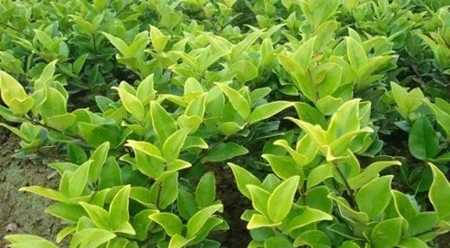 女贞树图片大全 女贞树能不能嫁接桂花