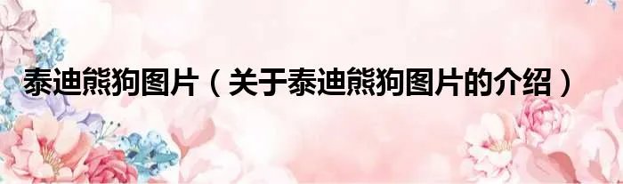 泰迪熊狗图片（关于泰迪熊狗图片的介绍）