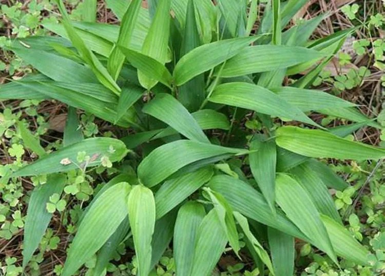 淡竹叶的功效与作用