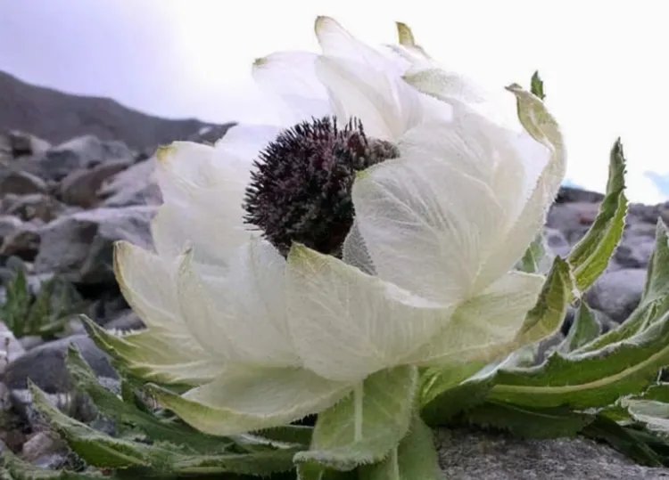 天山雪莲的功效与作用