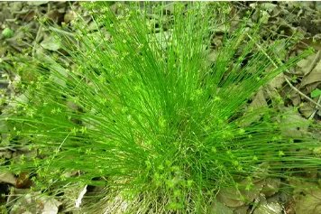 星星草的功效与作用