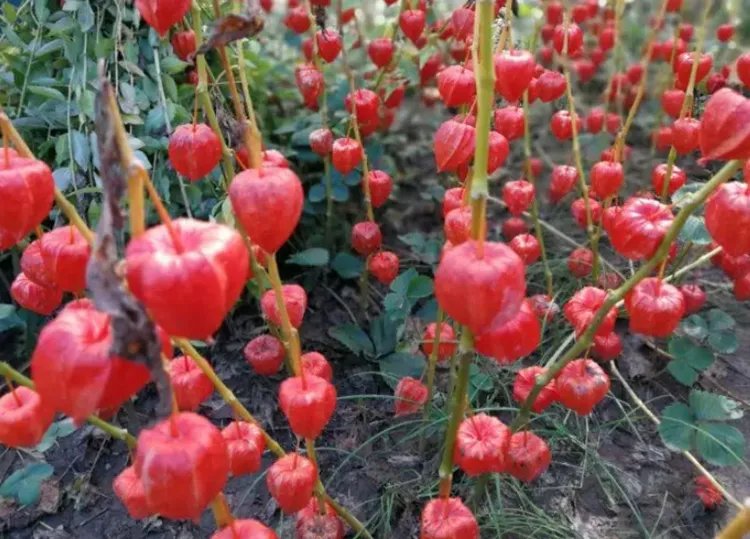 红姑娘的功效与作用