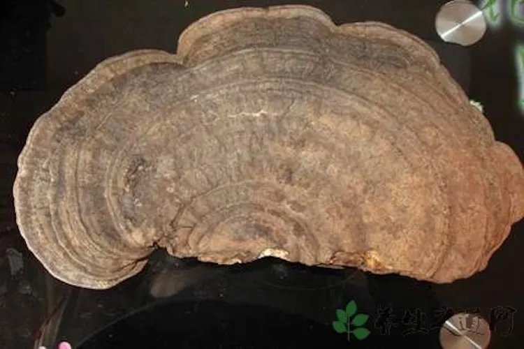 野生灵芝图片大全