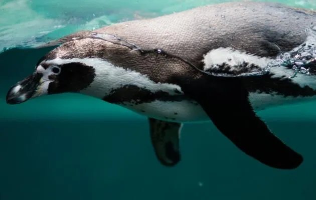 南极温度最高和最低是多少 南极什么时候温度最高