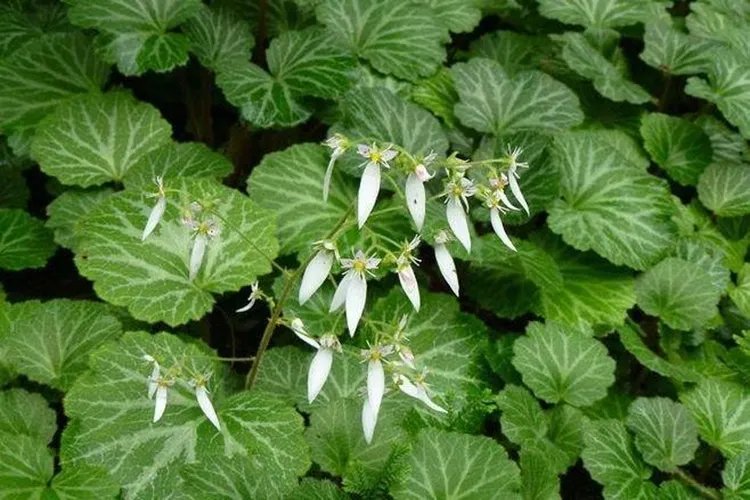 虎耳草的功效与作用图片