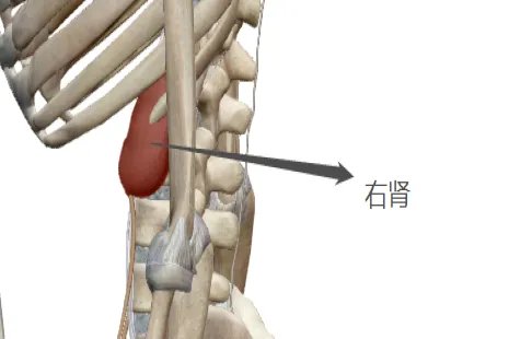 肾在哪儿图解