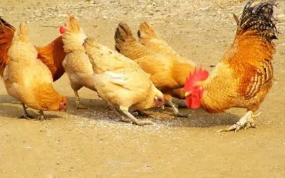 2017是什么命_2017年属相查询表