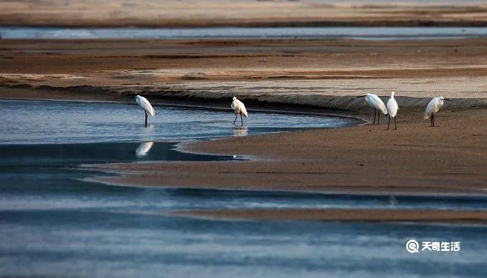 蓑毛的意思是什么