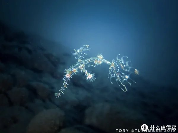 鬼龙是什么，可以吃吗？带大家看一下海底的另一神秘物种！