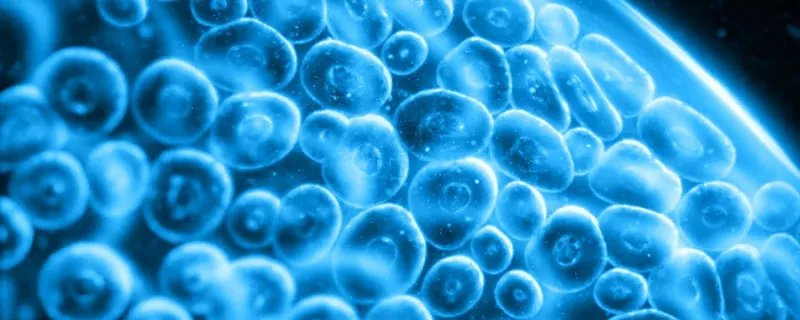 放线菌的形态特征 放线菌的形态特征和结构特征