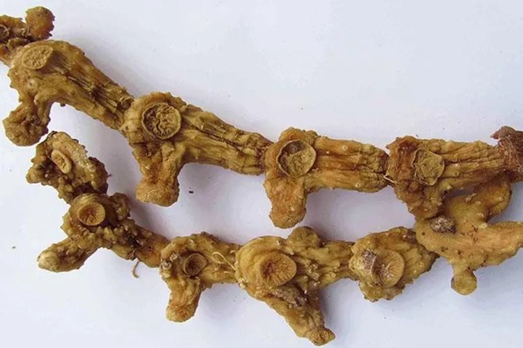 中草药黄精图片大全