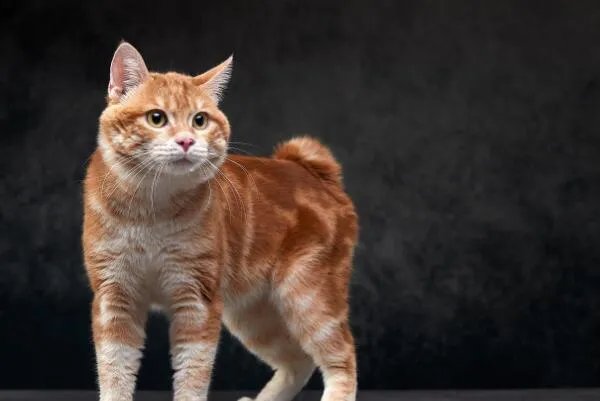 俄罗斯猫品种大全—俄罗斯十大名猫