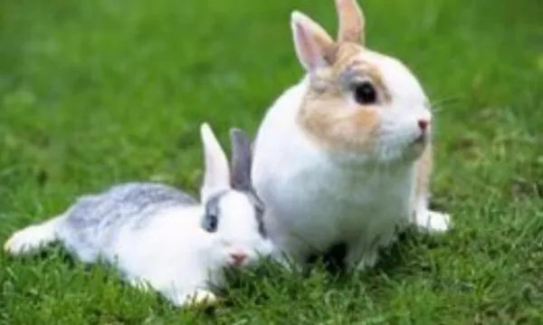 十种动物冬眠的方式，动物过冬的方式有哪些