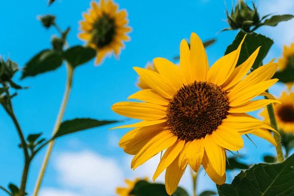 适合双子座的网名 双子座独一无二的网名大全