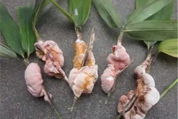 天竺黄的功效与作用