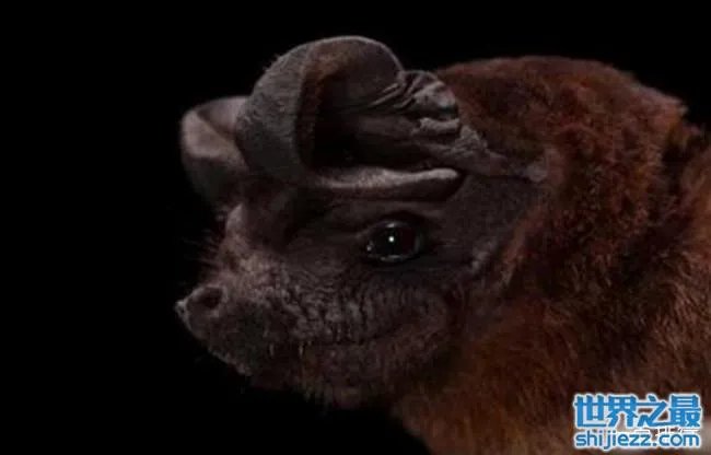 十大最恐怖蝙蝠图片 世界上最可怕的蝙蝠 