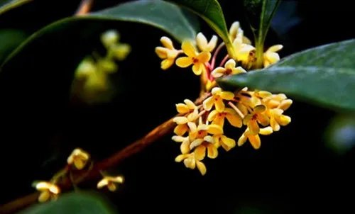 女贞树图片大全 女贞树能不能嫁接桂花