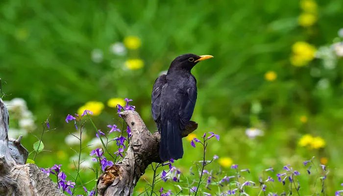乌鸦反哺的故事 乌鸦反哺的故事简短