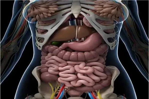 人体器官分布图