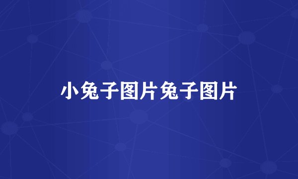 小兔子图片兔子图片