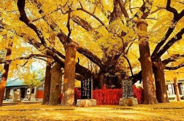 世界最古老的十棵树,中国上榜五棵,第一有1.3万年历史