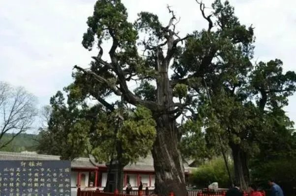 世界最古老的十棵树,中国上榜五棵,第一有1.3万年历史