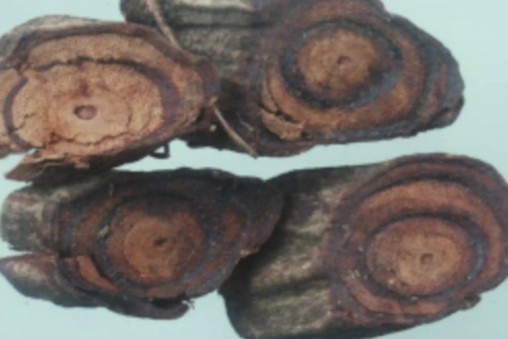 鸡血藤的功效与作用及图片