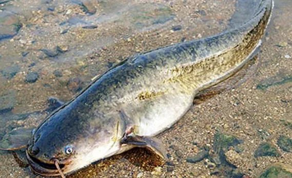 鱼的种类大全及名称 常见的鱼类有哪些