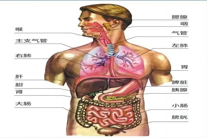人体脏器解剖图