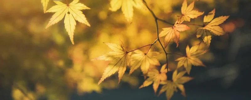 洛阳城里见秋风出自哪首诗