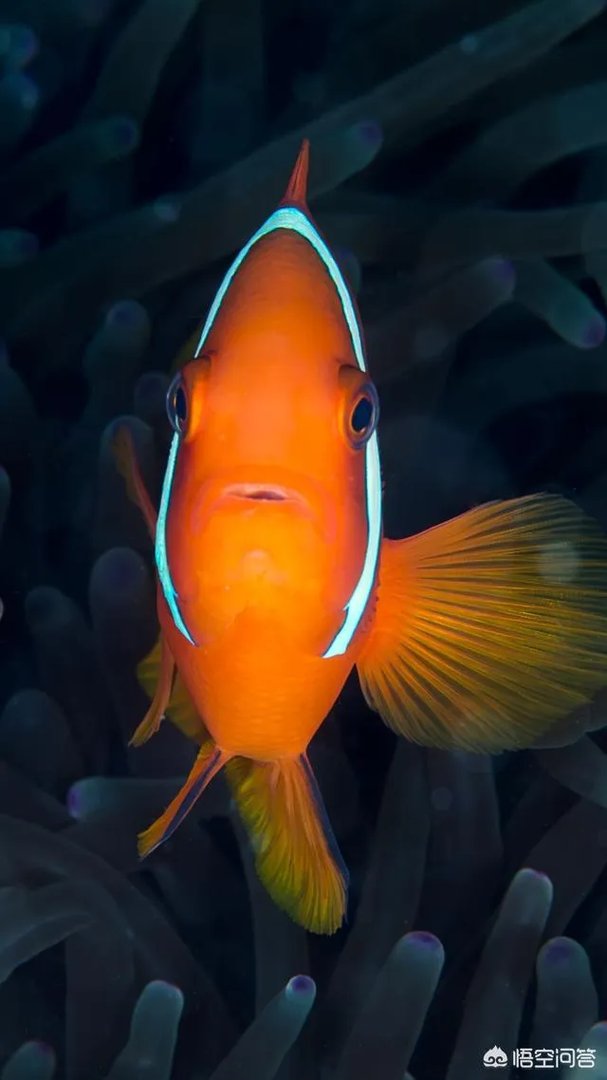 佛系是什么意思？