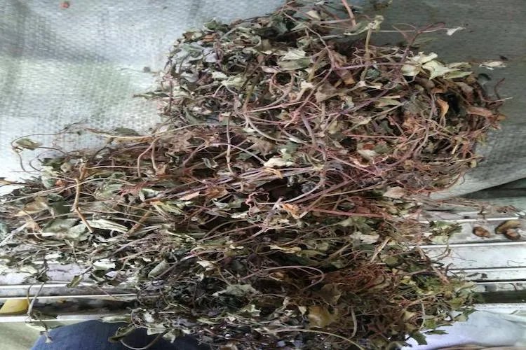 金钱草草药图片