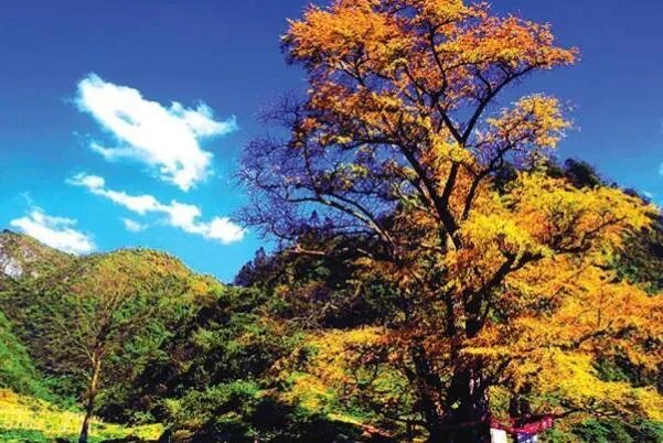 世界最古老的十棵树,中国上榜五棵,第一有1.3万年历史