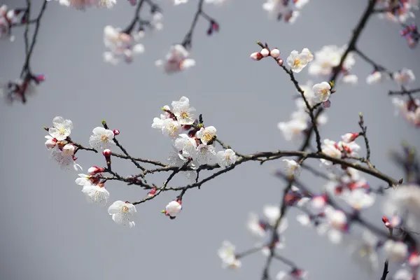 游园不值古诗译文