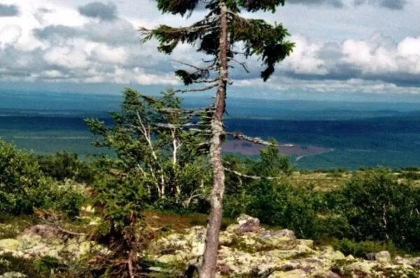 世界最古老的十棵树,中国上榜五棵,第一有1.3万年历史