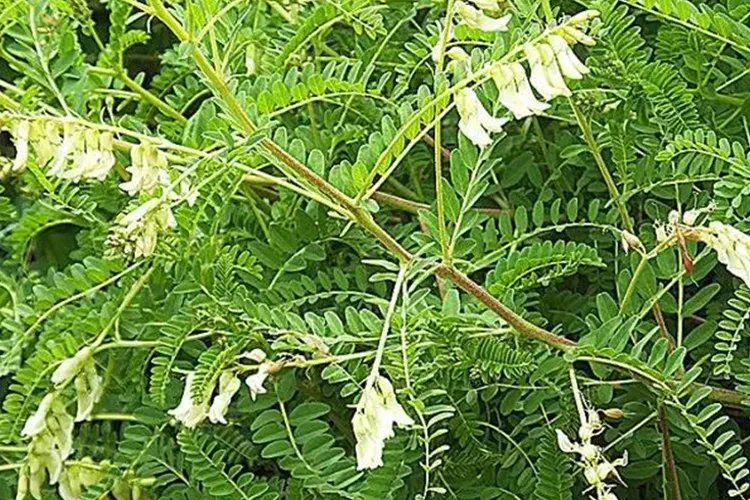 黄芪的种类和图片大全