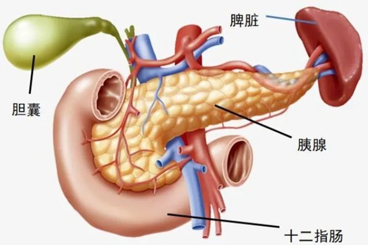 胰腺部位图片大全
