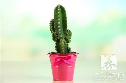 仙人掌花怎样食用方法