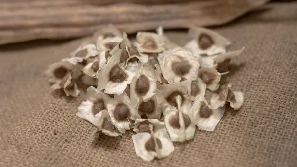 中药辣木籽的作用