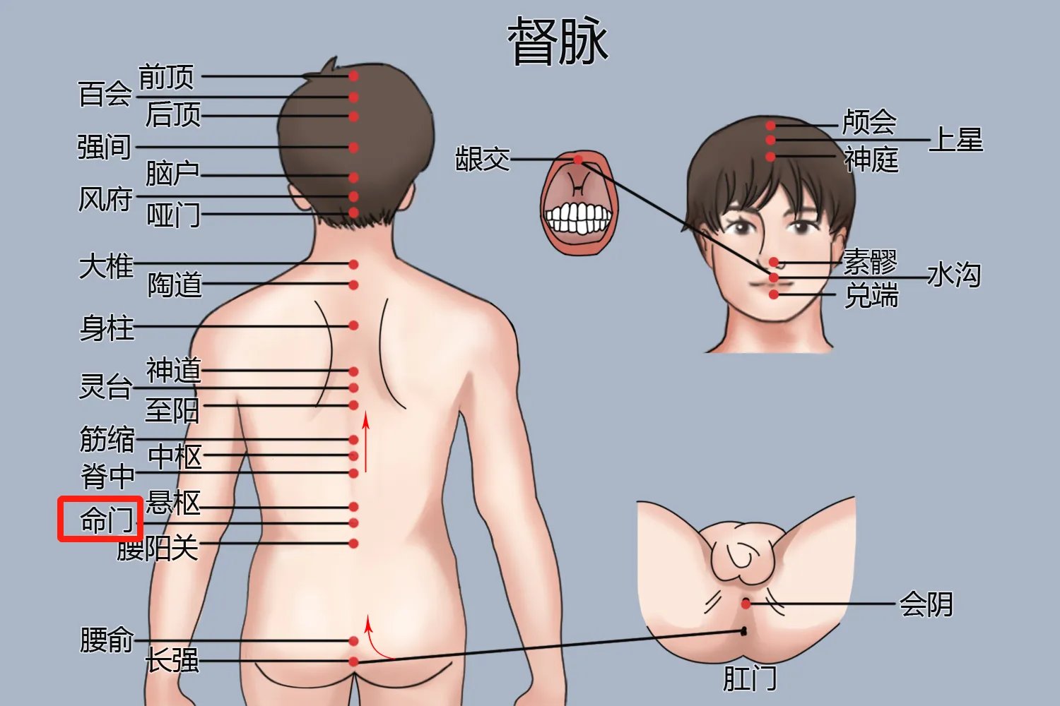 女性三伏贴贴哪些部位好