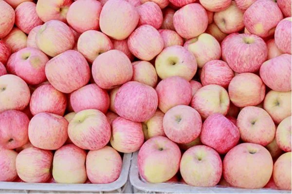 晚上吃苹果好吗