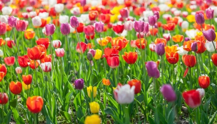 白色郁金香花语 白色郁金香花语是什么