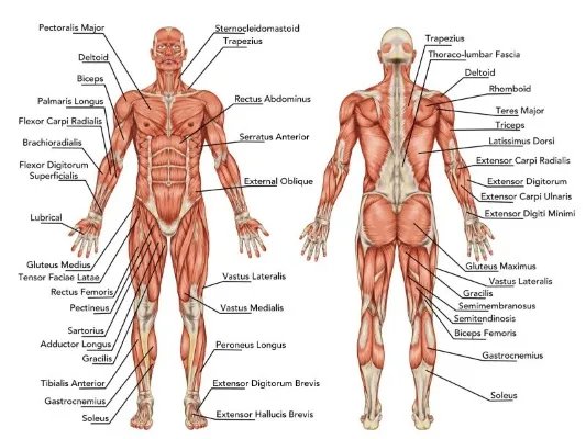 人有多少块肌肉