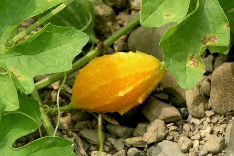 中药土瓜根图片