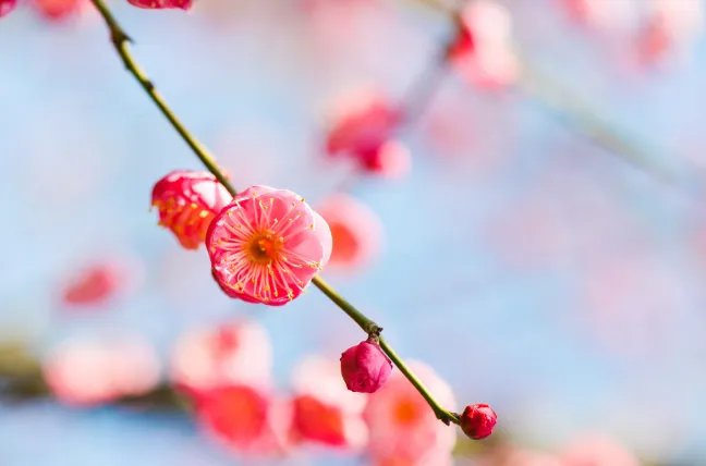 立春是什么时候 每年立春时间一样吗