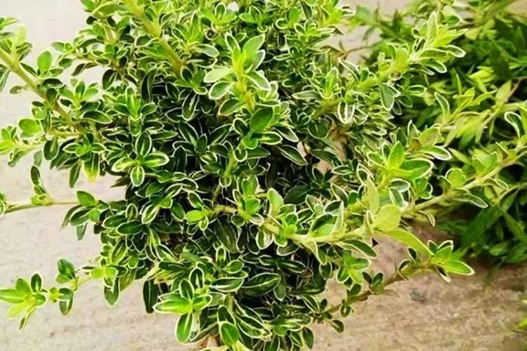 中药六月雪图片大全