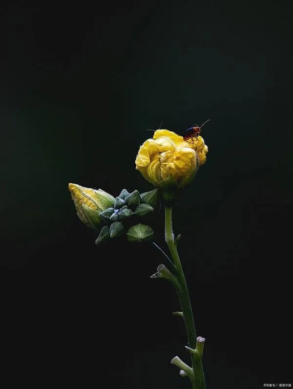 宁都县人民政府网