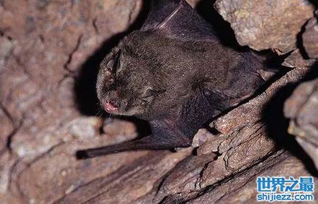 十大最恐怖蝙蝠图片 世界上最可怕的蝙蝠 